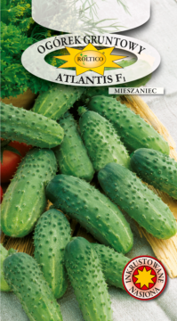 Ogórek gruntowy Atlantis - mieszaniec F1
