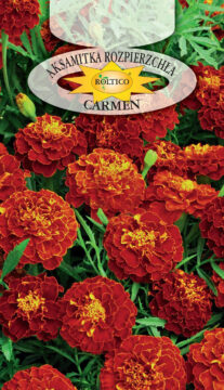 Aksamitka rozpierzchła Carmen