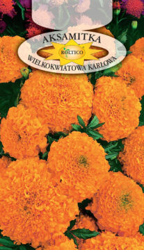 Aksamitka wzniesiona karłowa - Pomarańczowa