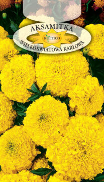 Aksamitka wzniesiona karłowa - Żółta
