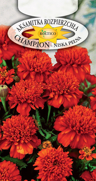 Aksamitka rozpierzchła Champion - Czerwono-brązowa - obrazek 2