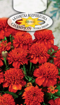 Aksamitka rozpierzchła Champion - Czerwono-brązowa