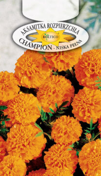 Aksamitka rozpierzchła Champion - Pomarańczowa