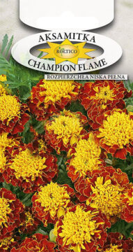 Aksamitka Champion Flame (rozpierzchła niska pełna)