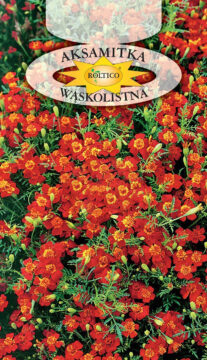 Aksamitka wąskolistna - Czerwona