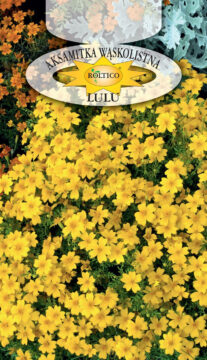 Aksamitka wąskolistna - Lulu