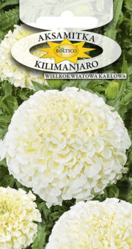 Aksamitka Kilimanjaro (wielokwiatowa)