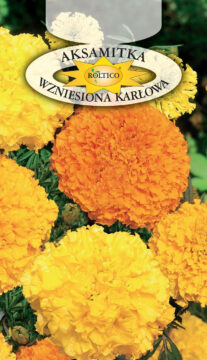 Aksamitka wzniesiona karłowa - Mieszanka