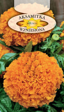 Aksamitka wzniesiona - Pomarańczowa