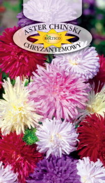 Aster chryzantemowy - Mieszanka