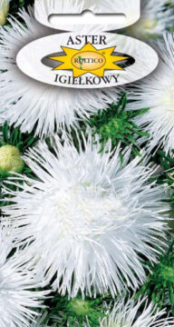 Aster igiełkowy - Biały