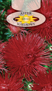 Aster igiełkowy - Czerwony