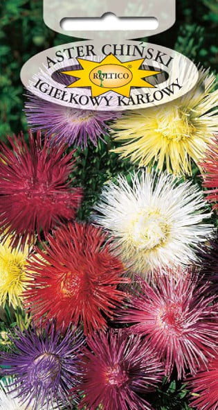 Aster igiełkowy - Karłowy - mix - obrazek 2