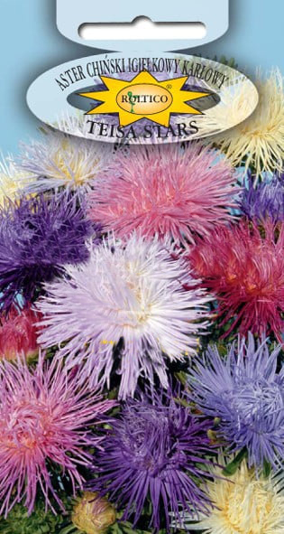 Aster igiełkowy - Karłowy - mix