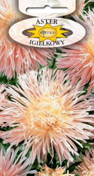 Aster igiełkowy - Łosoś