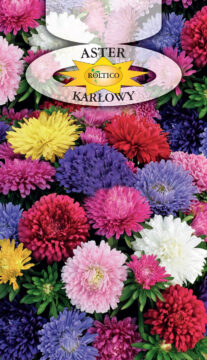 Aster karłowy - Mieszanka