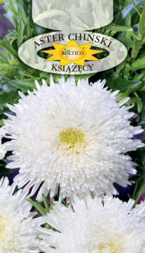 Aster książęcy - Biały