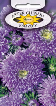 Aster książęcy - Fioletowy