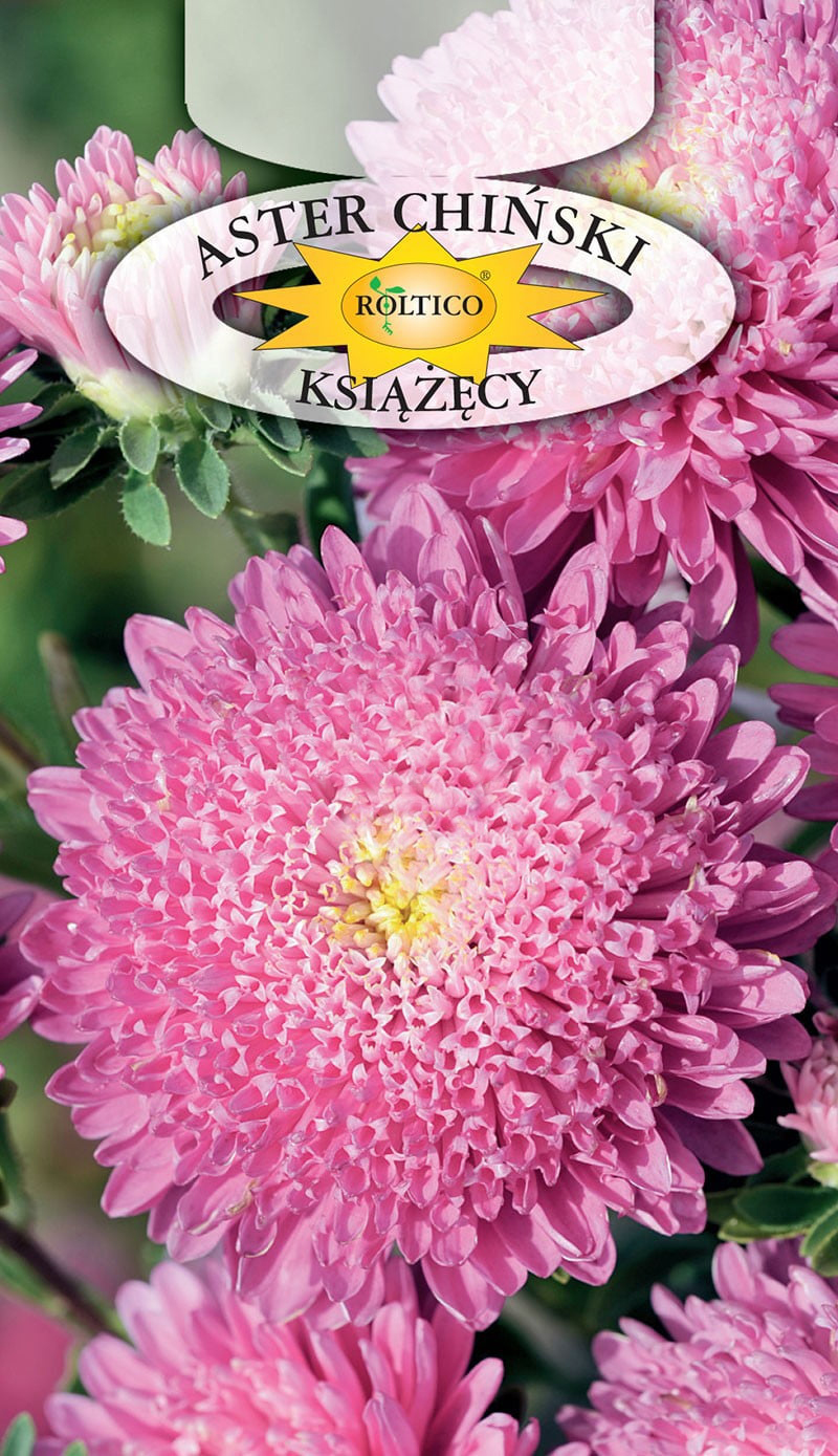 Aster książęcy - Różowy