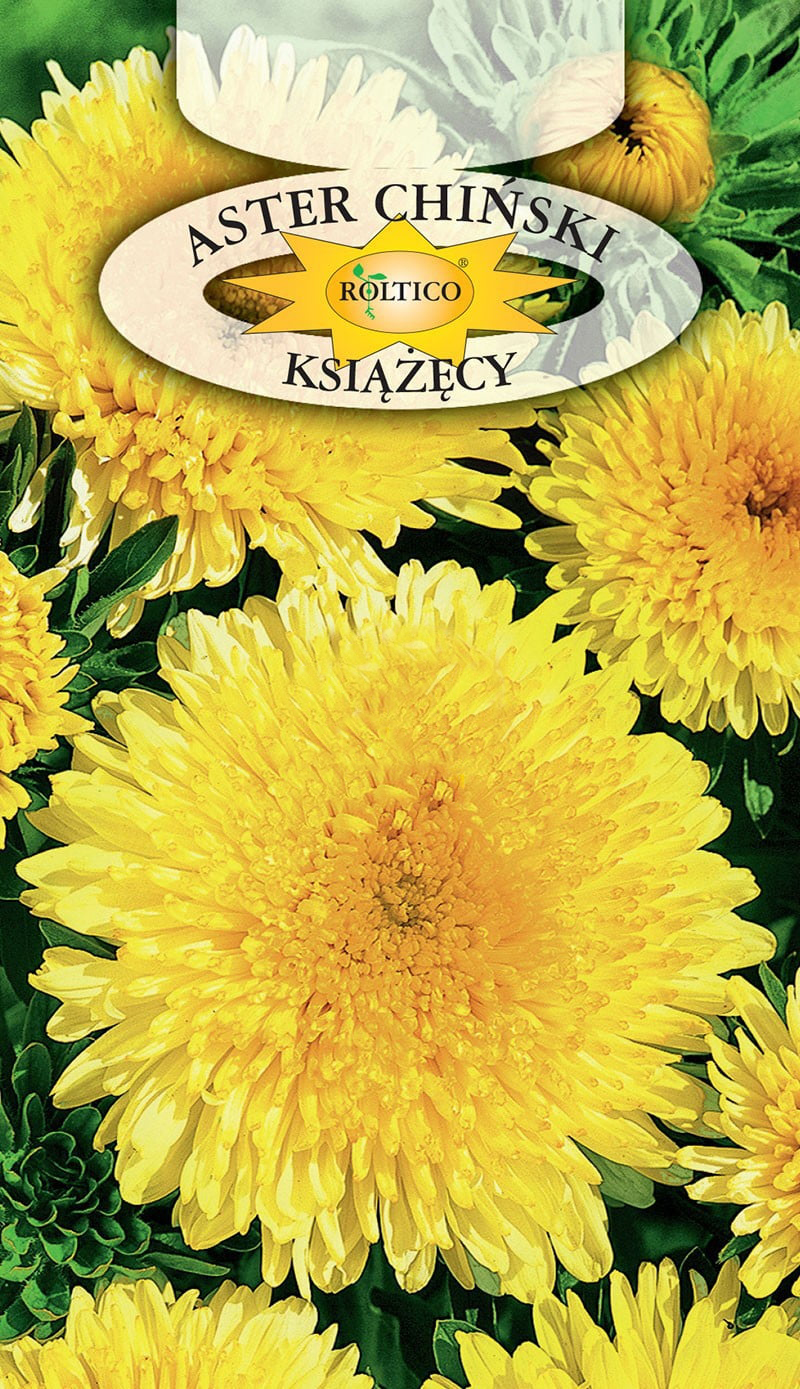 Aster książęcy - Żółty