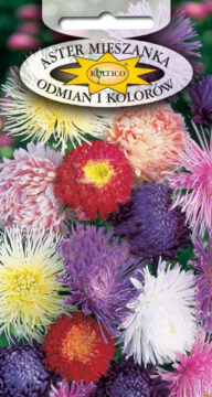 Aster mix odmian i kolorów - Mieszanka