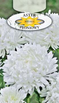 Aster peoniowy - Biały