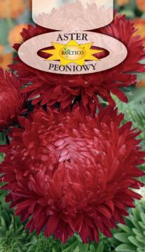 Aster peoniowy - Czerwony