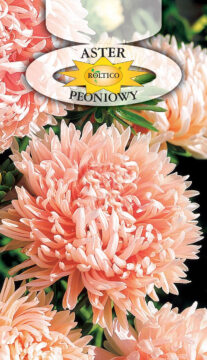 Aster peoniowy - Łosoś