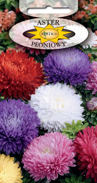 Aster peoniowy - Mieszanka - obrazek 2