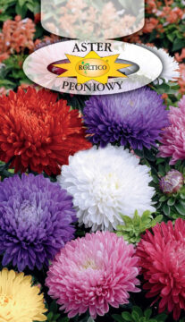 Aster peoniowy - Mieszanka