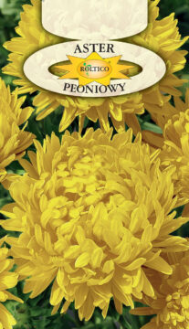 Aster peoniowy - Żółty