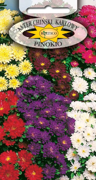 Aster pinokio - Mieszanka - obrazek 2
