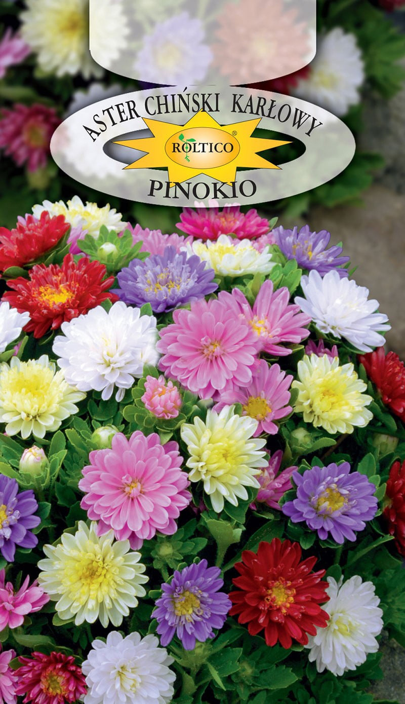 Aster pinokio - Mieszanka
