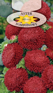 Aster pomponowy - Czerwony