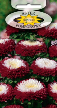 Aster pomponowy dwubarwny - Czerwony z białym środkiem