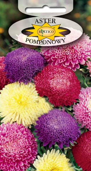 Aster pomponowy - Mieszanka - obrazek 2