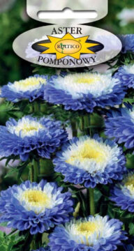 Aster pomponowy dwubarwny - Niebieski z białym środkiem