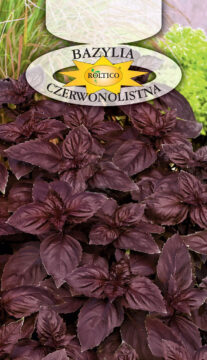 Bazylia czerwonolistna