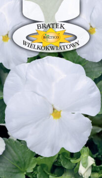 Bratek ogrodowy - Biały