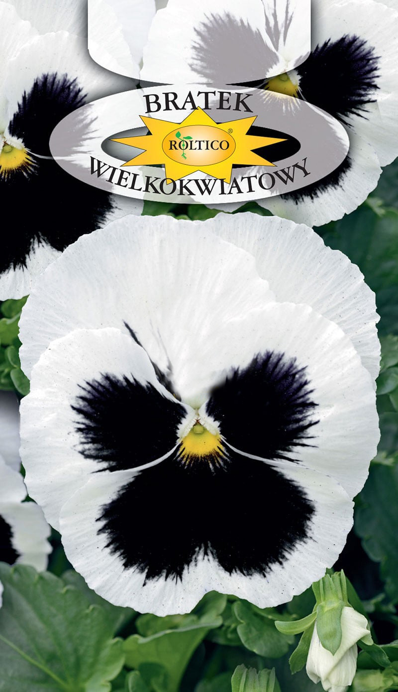 Bratek ogrodowy - Biały z plamą