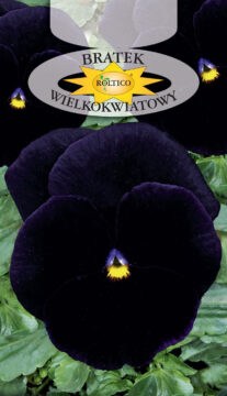 Bratek ogrodowy - Granat /Bergwacht/