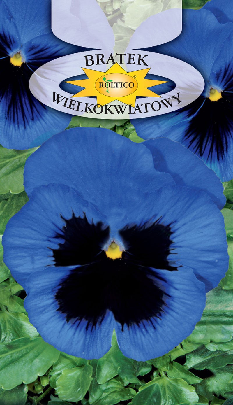 Bratek ogrodowy - Niebieski z plamą