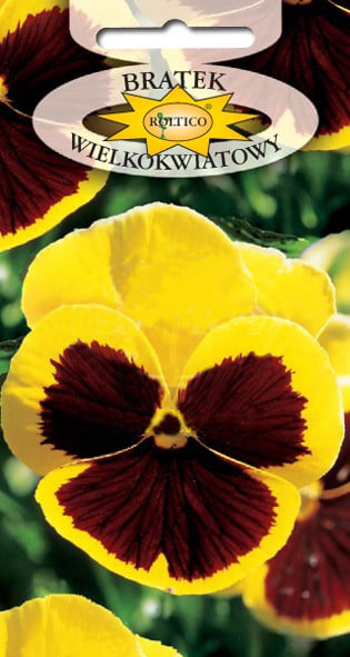 Bratek ogrodowy - Żółty z plamą - obrazek 2