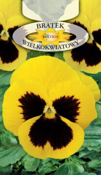 Bratek ogrodowy - Żółty z plamą