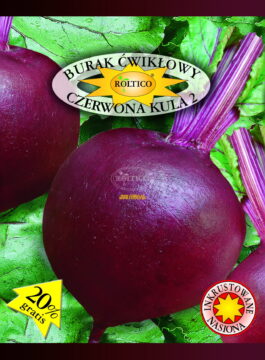 Burak ćwikłowy Czerwona Kula 2