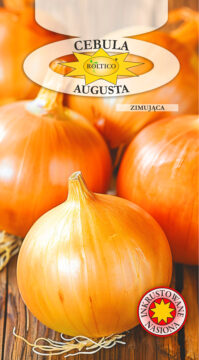 Cebula Augusta - zimująca