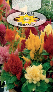Celozja pierzasta - Mieszanka