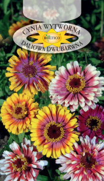Cynia wytworna daliowa dwubarwna - Caroussel - mieszanka