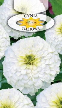 Cynia wytworna daliowa - Biała