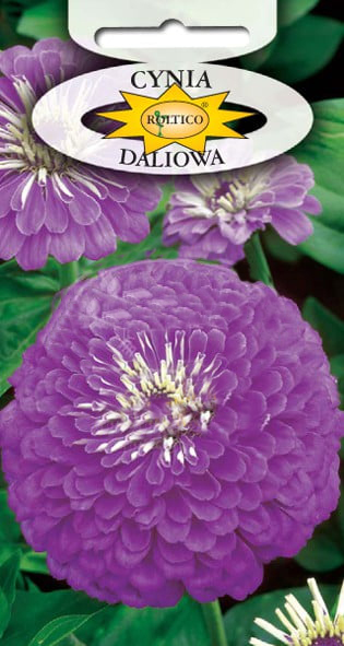 Cynia wytworna daliowa - Fioletowa - obrazek 2